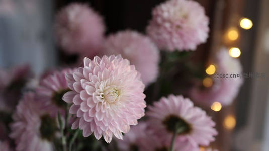 粉色菊花在暖光中营造温柔氛围