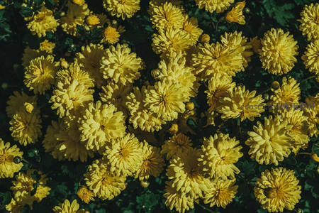 金色菊花花海铺满绿叶如阳光洒落