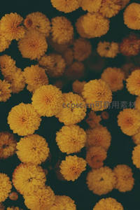金黄万寿菊的密集视觉盛宴