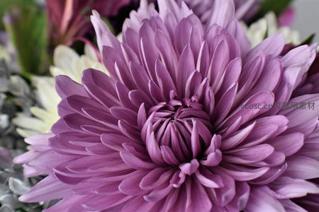 紫色菊花绽放的精致细节