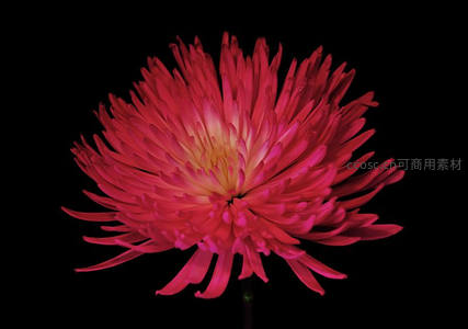 黑底映衬下绽放的红色菊花