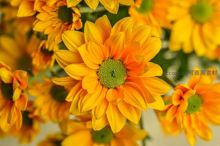 明亮向日葵的灿烂笑容