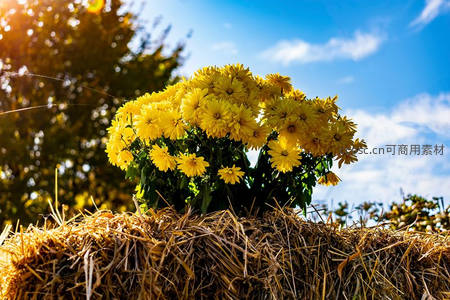 金菊绽放草垛上，秋日暖阳映蓝天