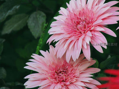 粉嫩大丽花在绿叶间绽放娇艳