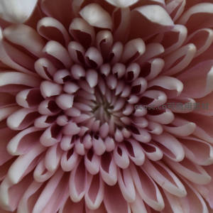 紫菊中心螺旋纹理，微距展现自然之美