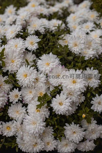 白菊成片绽放，绿叶相衬如雪海