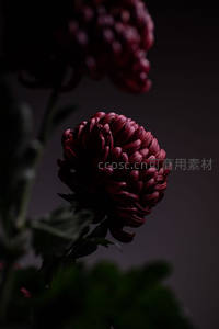 暗调背景下深红色菊花的静谧之美