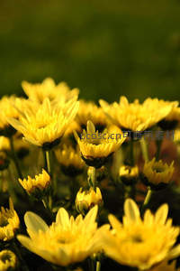 金色菊花田在暖阳下的梦幻景致