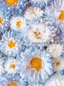 蓝白雏菊绽放，花瓣层叠如云