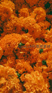 金黄万寿菊海，层层叠叠盛放