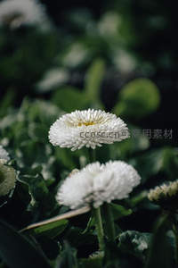 单朵雏菊在暗影中优雅绽放