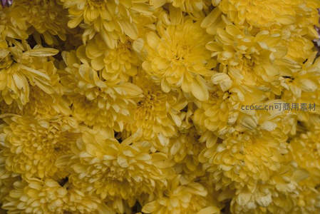 金黄菊花簇拥，绽放温暖秋日风情