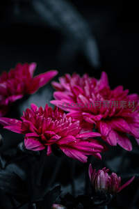 深红菊花暗影中绽放，神秘而热烈