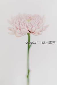 单枝粉菊简约美，清新脱俗气质