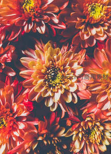 红橙菊花特写，热烈饱满如火焰