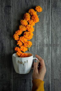 手捧橙色万寿菊，温馨杯中花