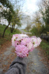 秋日小径手持粉菊，诗意盎然