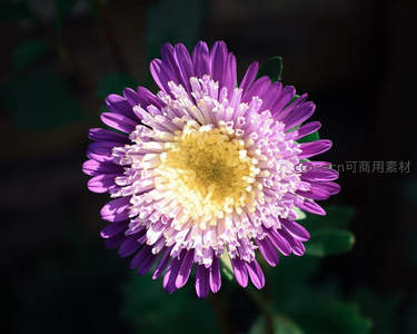 紫色菊花特写，花瓣细腻层次分明