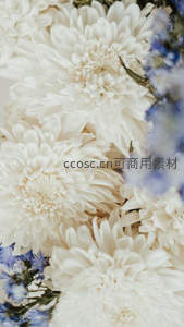 白色菊花与蓝花相伴，素雅纯净