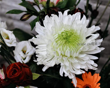 白菊绽放，中心嫩绿如玉