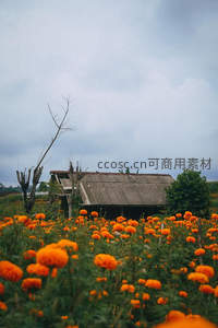 田野花海：橙色万寿菊环绕古屋