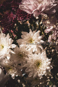 白紫菊花簇拥绽放，柔美花瓣层次分明