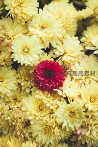 金黄菊花丛中一点红，视觉焦点突出