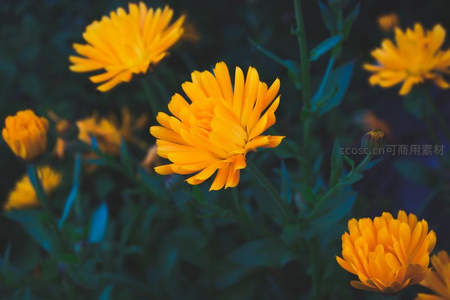 橙黄金盏花在绿叶间绽放，活力四射