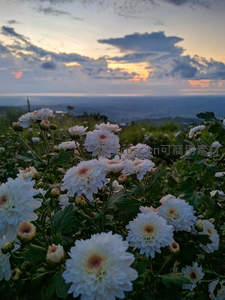 白菊田野映晚霞如诗
