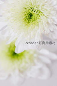 双白菊叠影，绿心柔美显层次