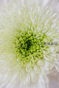 俯拍白菊绿心，对称构图显和谐