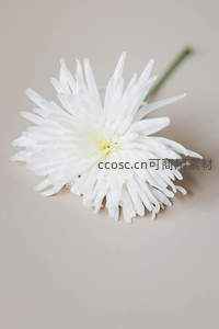 单支白菊静卧，简约背景显纯净