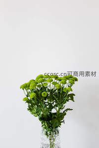 单支绿色菊花在透明花瓶中的极简艺术