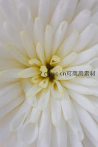 白色菊花微距特写展现花瓣纹理