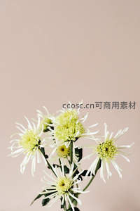 淡雅菊花枝条简约背景衬托