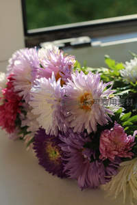 窗边多彩菊花沐浴阳光温柔