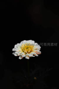 单朵菊花暗背景下孤傲绽放