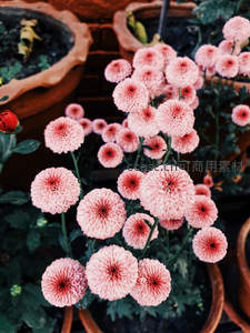 粉红菊花盆栽绽放于陶盆之中