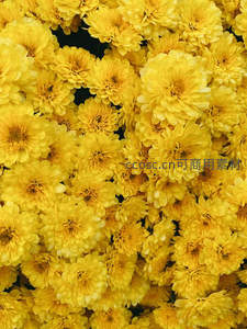 金黄菊花簇拥绽放，满目灿烂生机