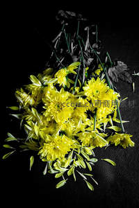 黑底衬托明黄菊，静谧艺术感十足