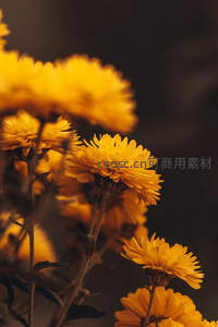 暖光下的菊花，朦胧柔美如梦境