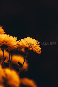 暗夜中的金菊，孤傲绽放显风骨