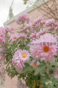 粉嫩菊花绽放庭院角落