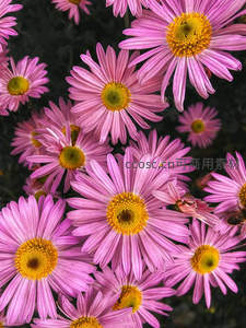 紫粉色雏菊丛中蜜蜂飞舞