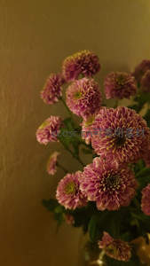 暖光下的粉紫菊花绽放美丽