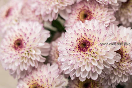 白紫边缘菊花特写展现精致