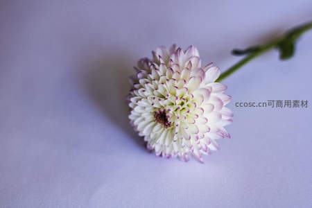 单朵白菊静卧浅紫背景之上