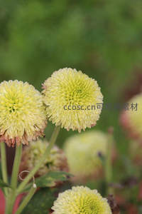 嫩黄球菊在绿意中悄然绽放