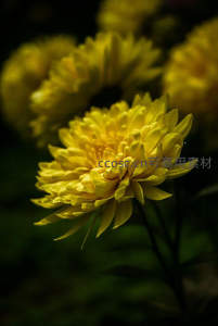 暗影中金黄菊花闪耀光芒