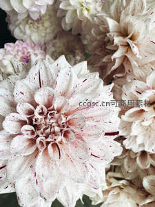 微距镜头下斑点大丽花的精致纹理